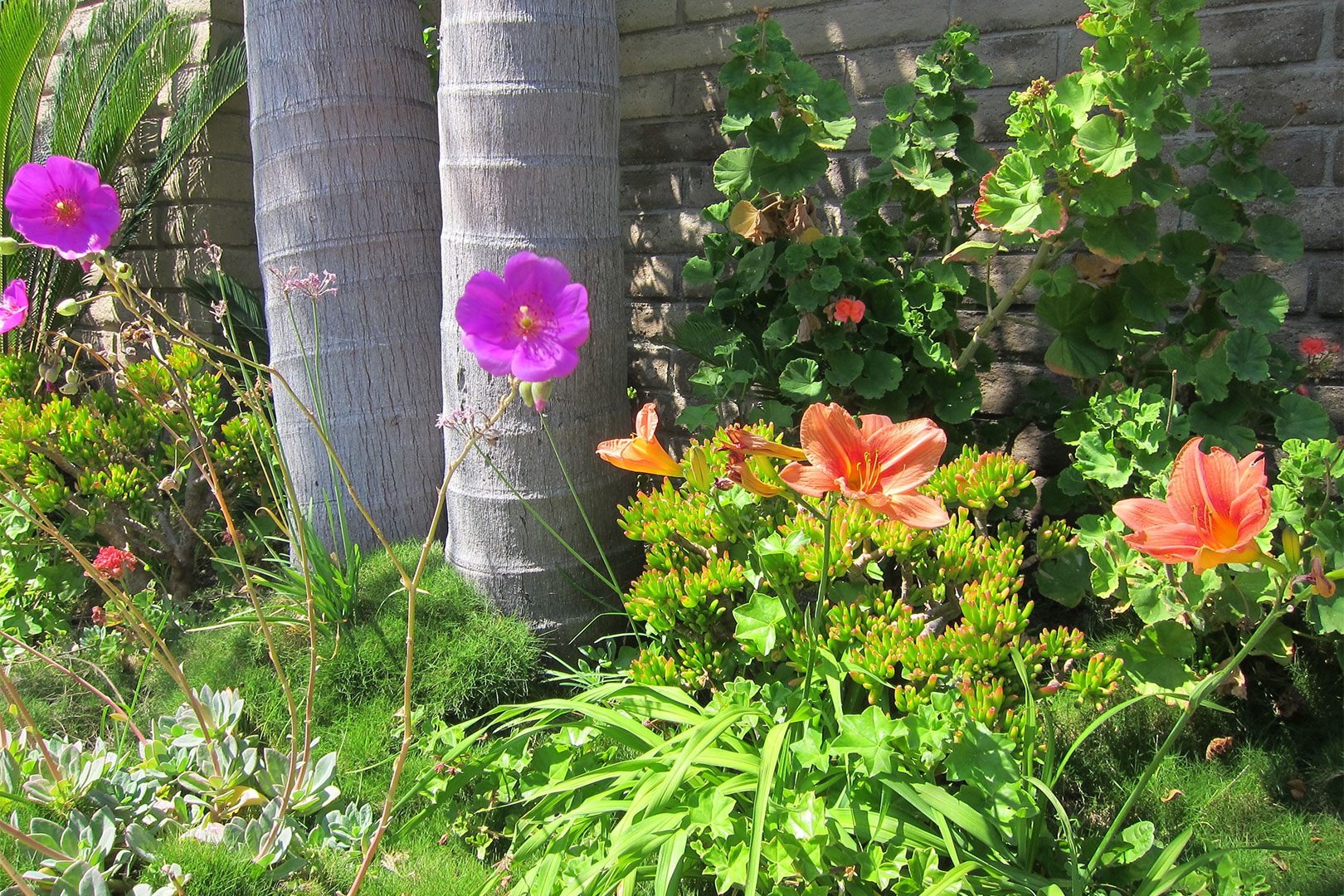 flowers flowers